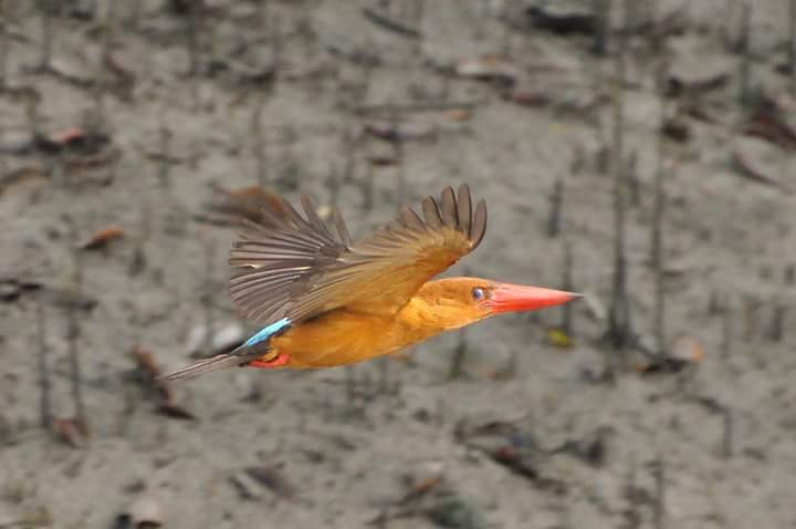 Sundarban